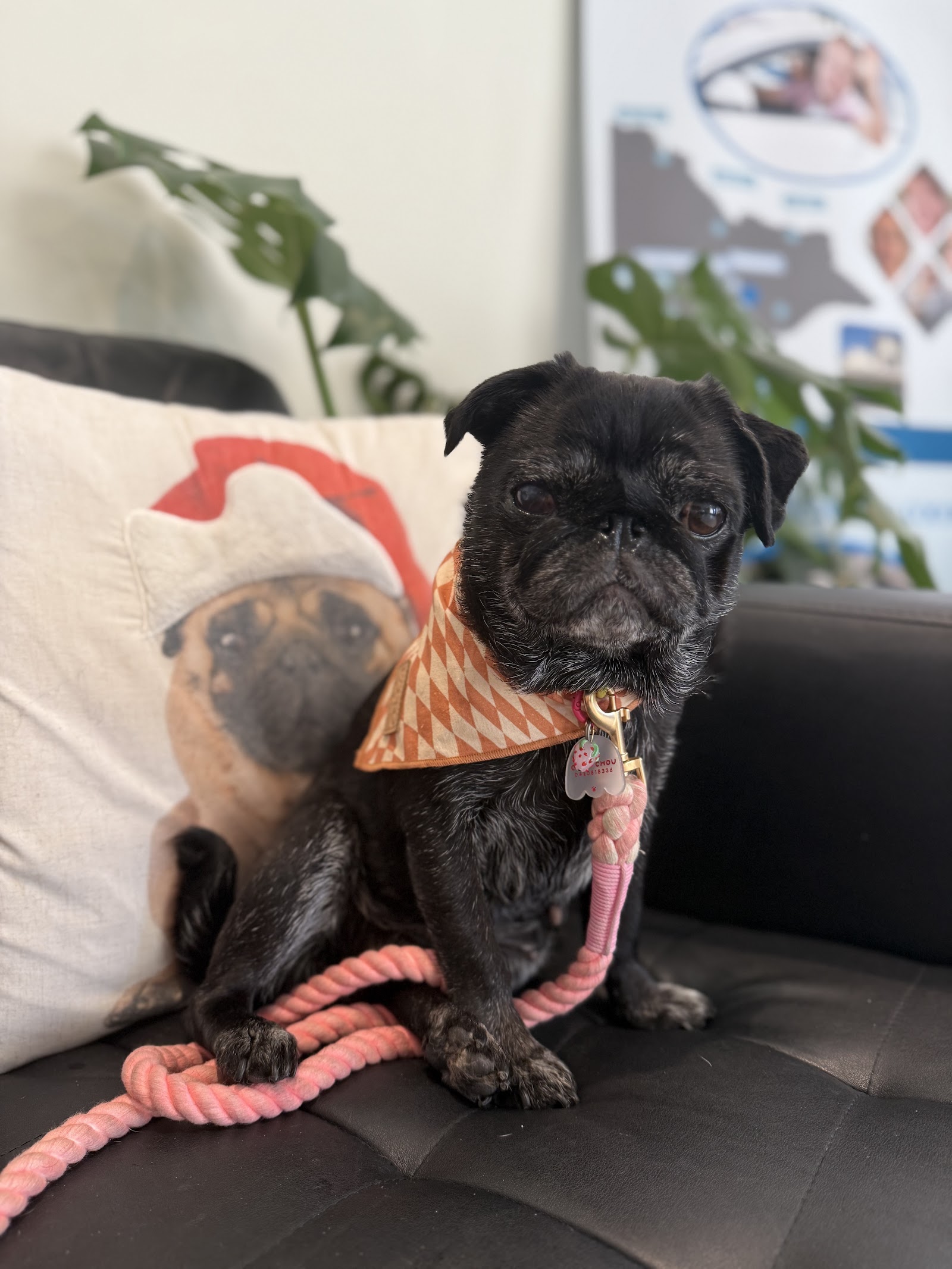 Evervet Prahran - Prahran Veterinary Hospital photo