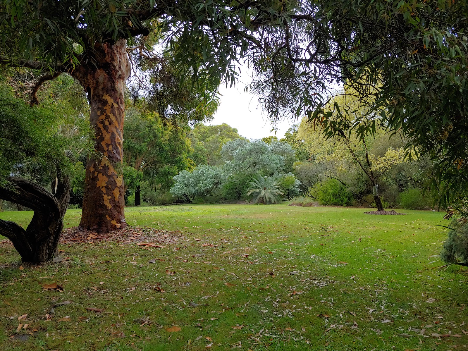 Maranoa Botanic Gardens photo