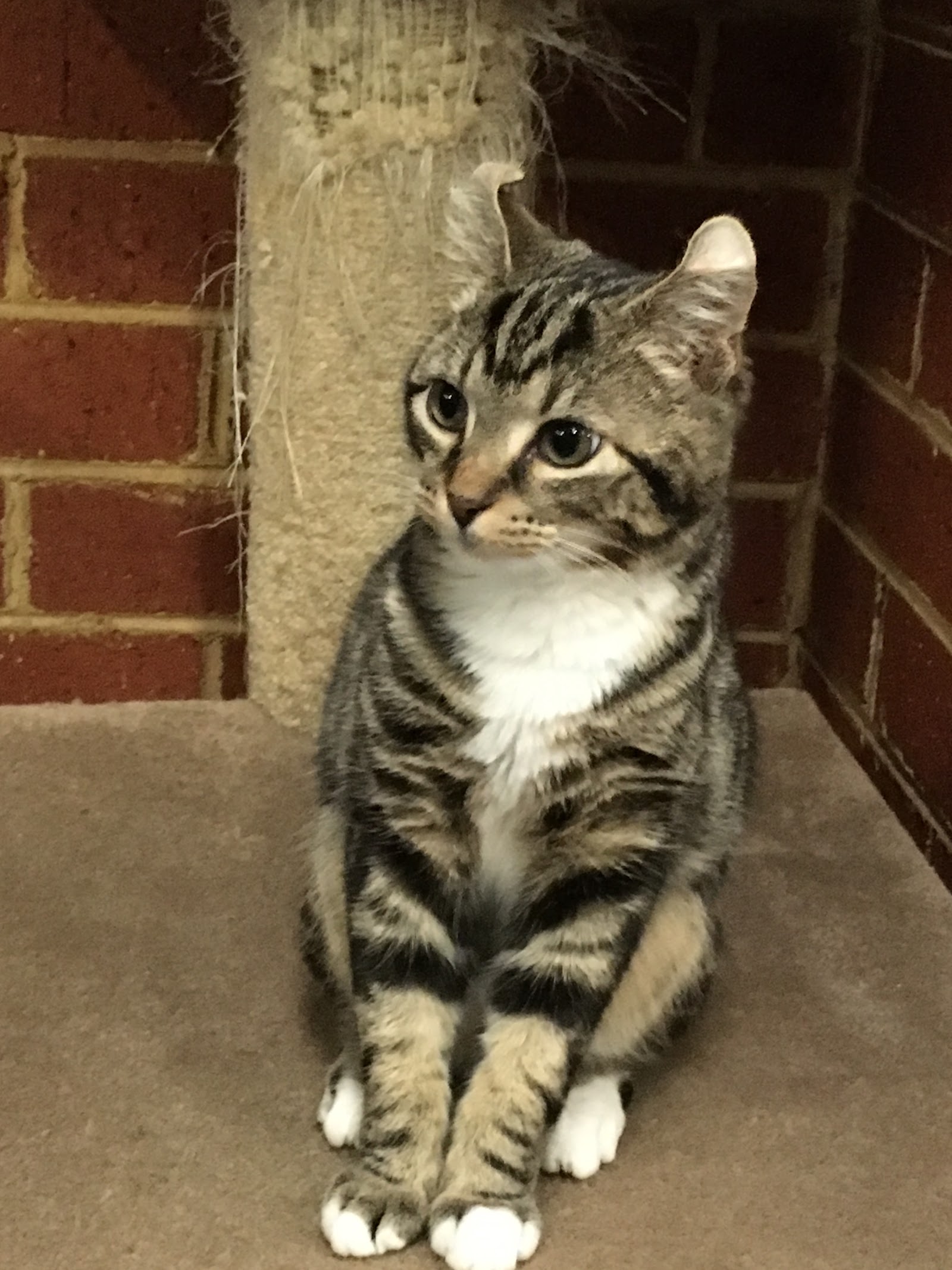 Cloud Nine Cat Resort photo