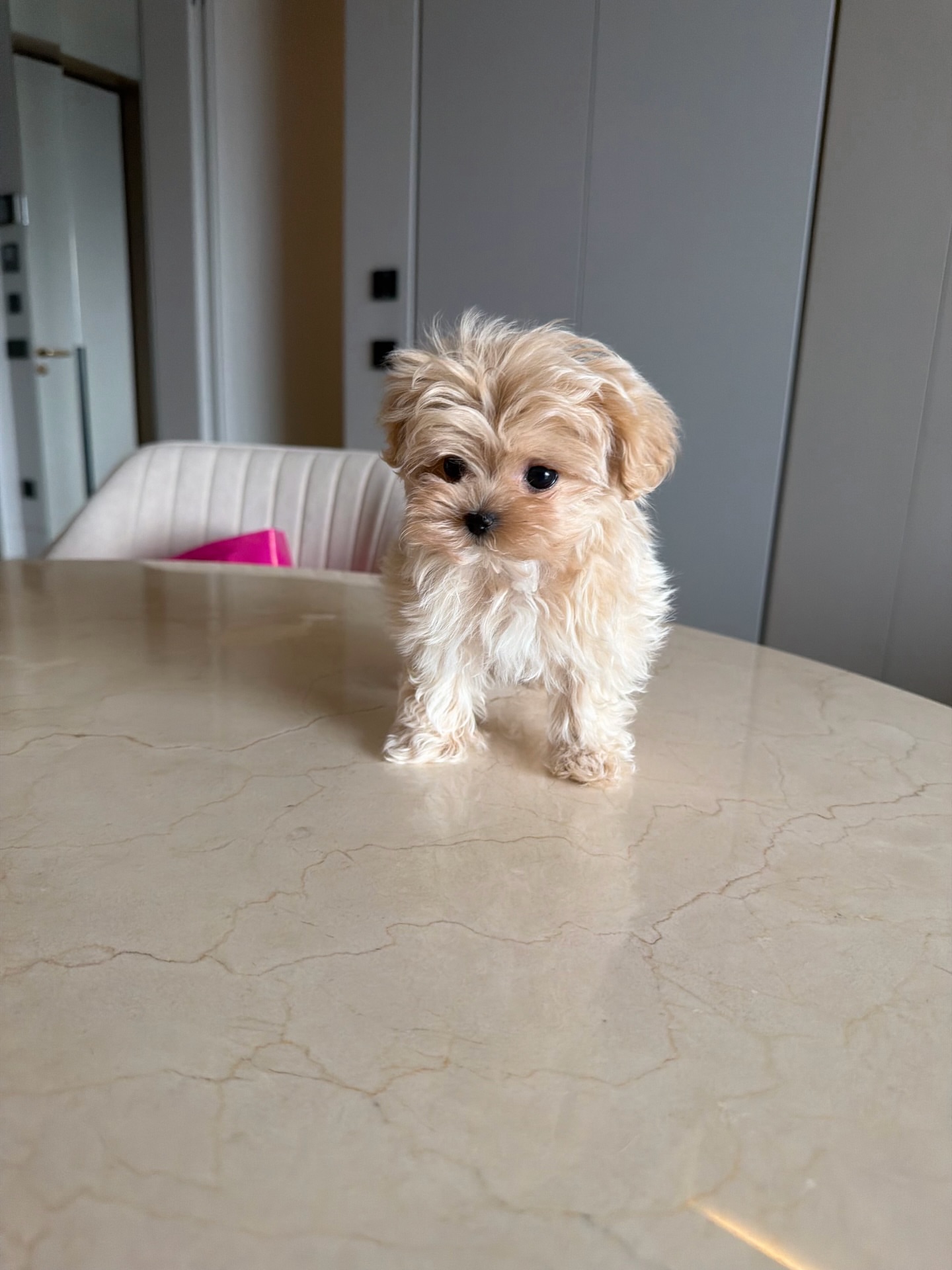 Heavenly Maltipoo paws photo